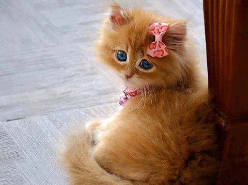 عکس گربه های ملوس زیبا