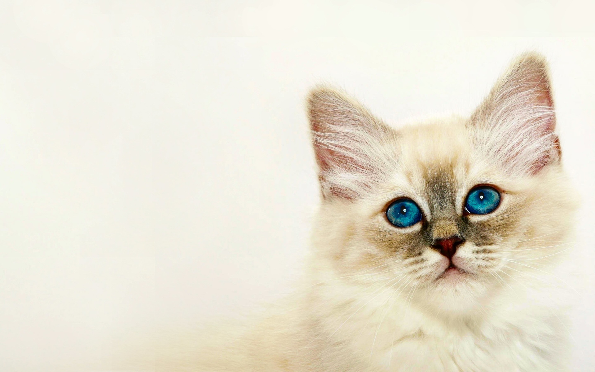 عکس گربه های ملوس خوشگل