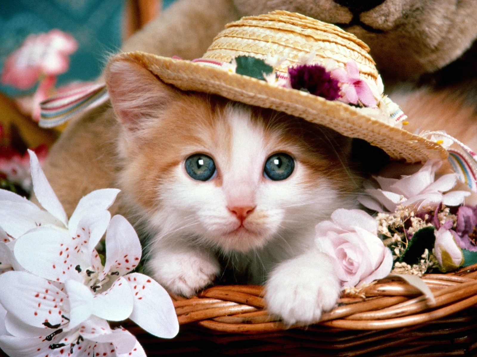 عکسهای گربه های ملوس و زیبا