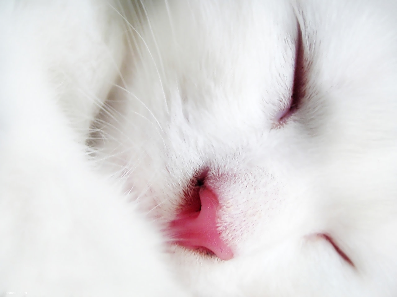 عکس گربه های ملوس زیبا