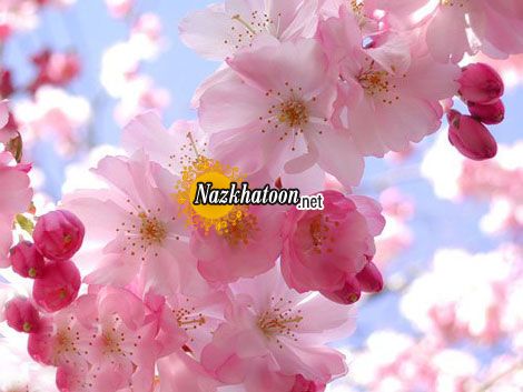 عکسهای گلهای زیبای بهاری
