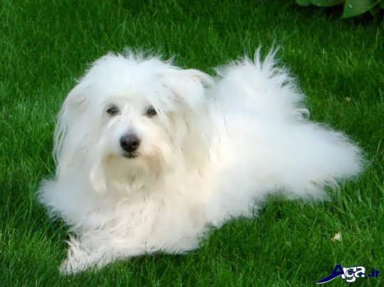 عکس سگ سفید ملوس