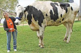 عکس گاو شیری اسرائیلی