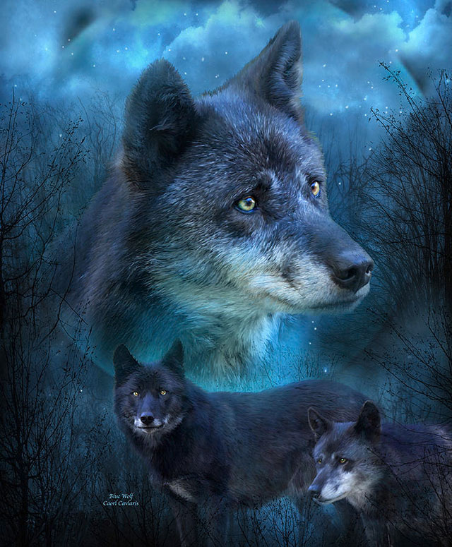 عکس زیبا از گرگ وحشی