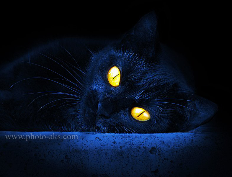 عکس گربه های سیاه ترسناک