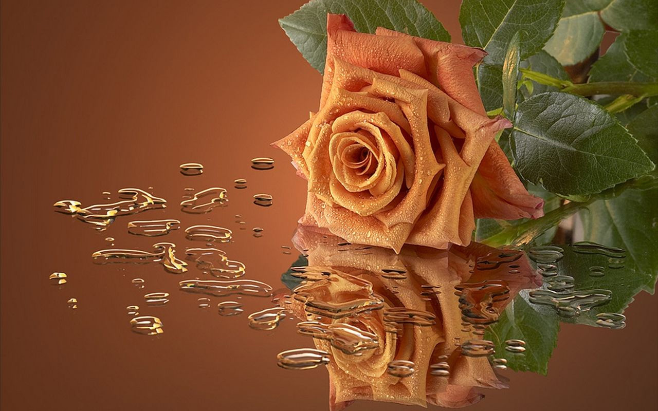 عکس های گل رز متحرک زیبا
