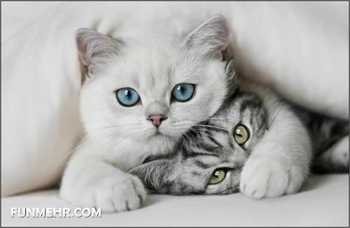 عکسهای گربه های ملوس و زیبا