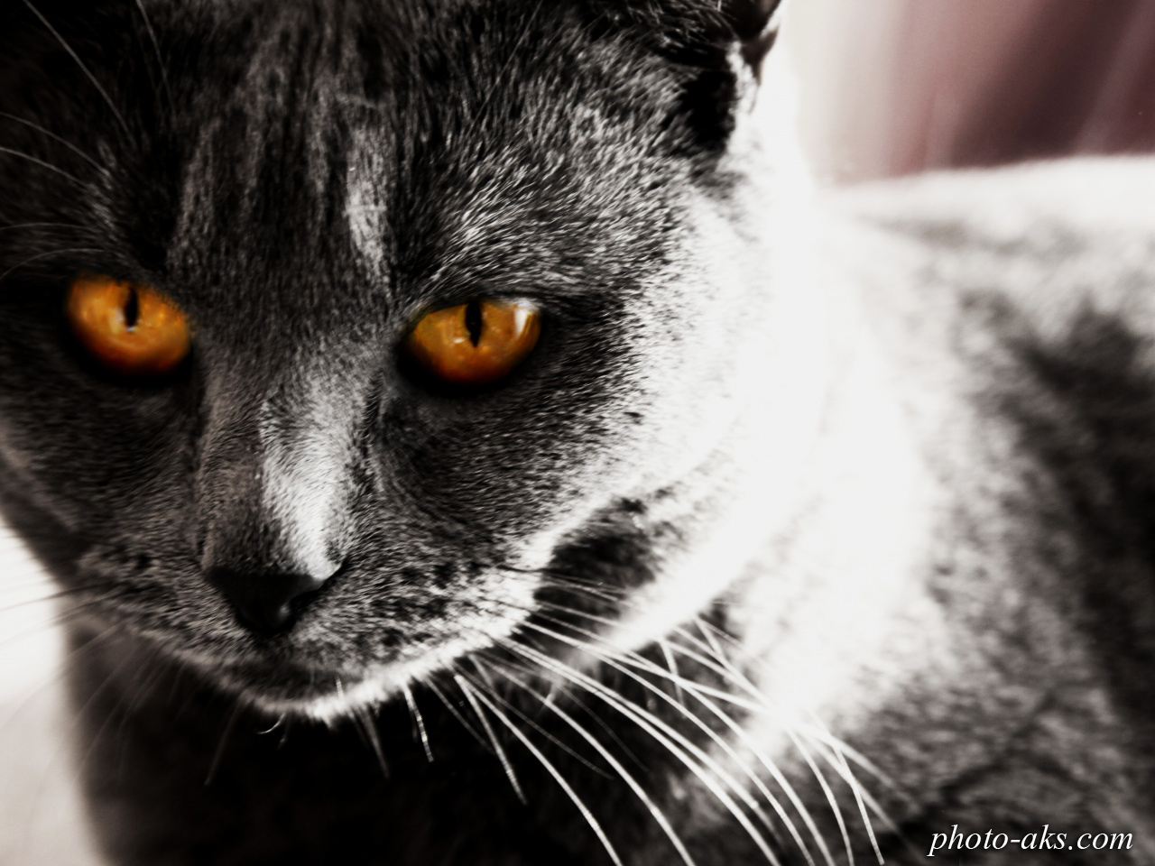 عکس گربه های سیاه ترسناک