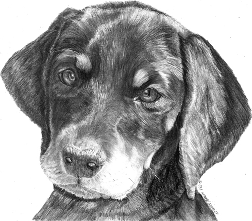 عکس سگ برای سیاه قلم