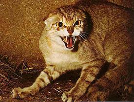 تصاویر گربه وحشی ایرانی
