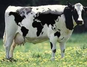 عکس گاو شیری اسرائیلی