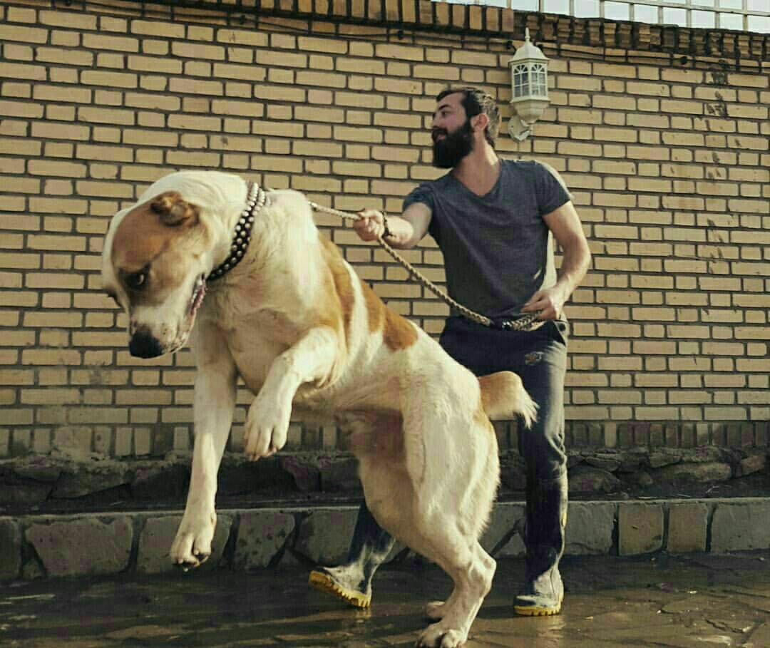 عکس سگ های ایرانی و خارجی