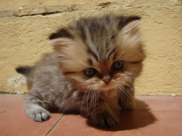زیباترین عکس گربه ملوس