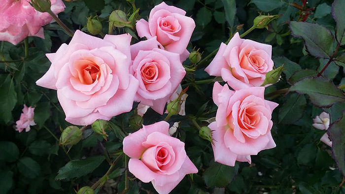 عکس های گل رز متحرک زیبا