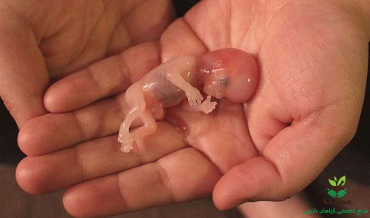 طرز خوردن زعفران برای سقط جنین 
