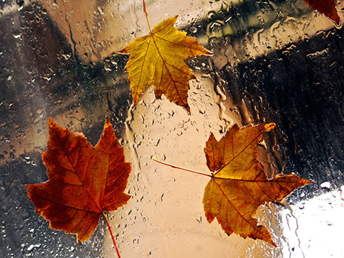 عکس پروفایل پاییز و باران