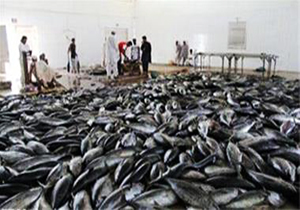 طرز ساخت تن ماهی در کارخانه
