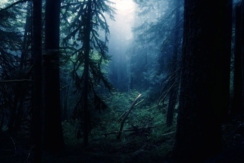 داستان کوتاه ترسناک در جنگل
