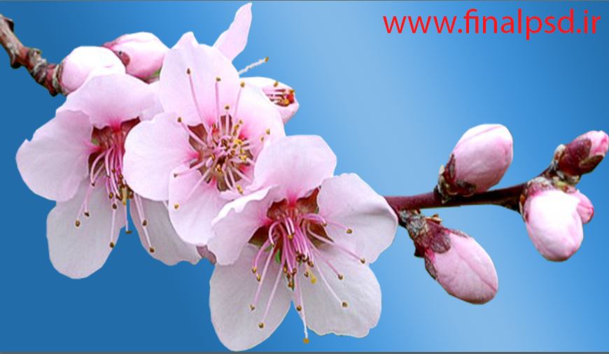دانلود عکس شکوفه های بهاری با کیفیت بالا
