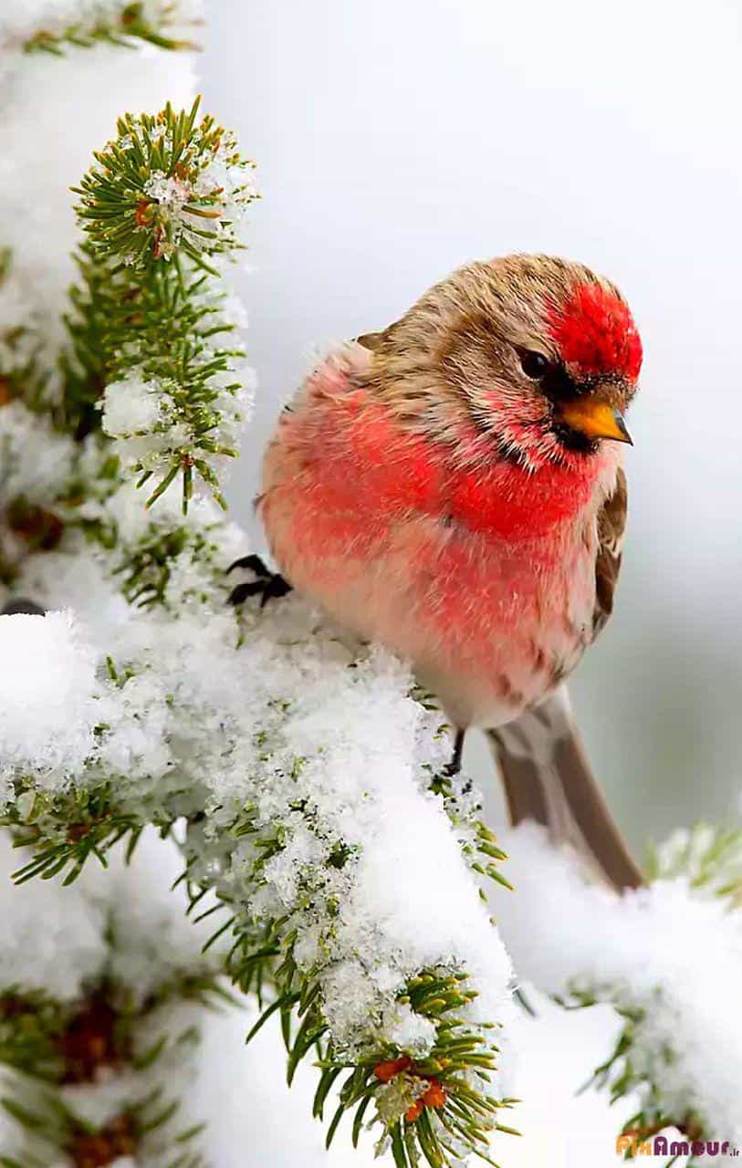 عکس زیبای پروفایل زمستانه
