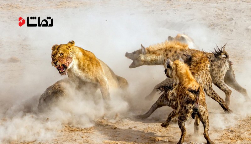 جنگ بین شیرها و کفتارها
