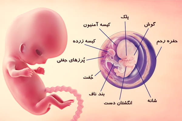 در ماه پنجم بارداری چه بخوریم تا جنین زیبا شو