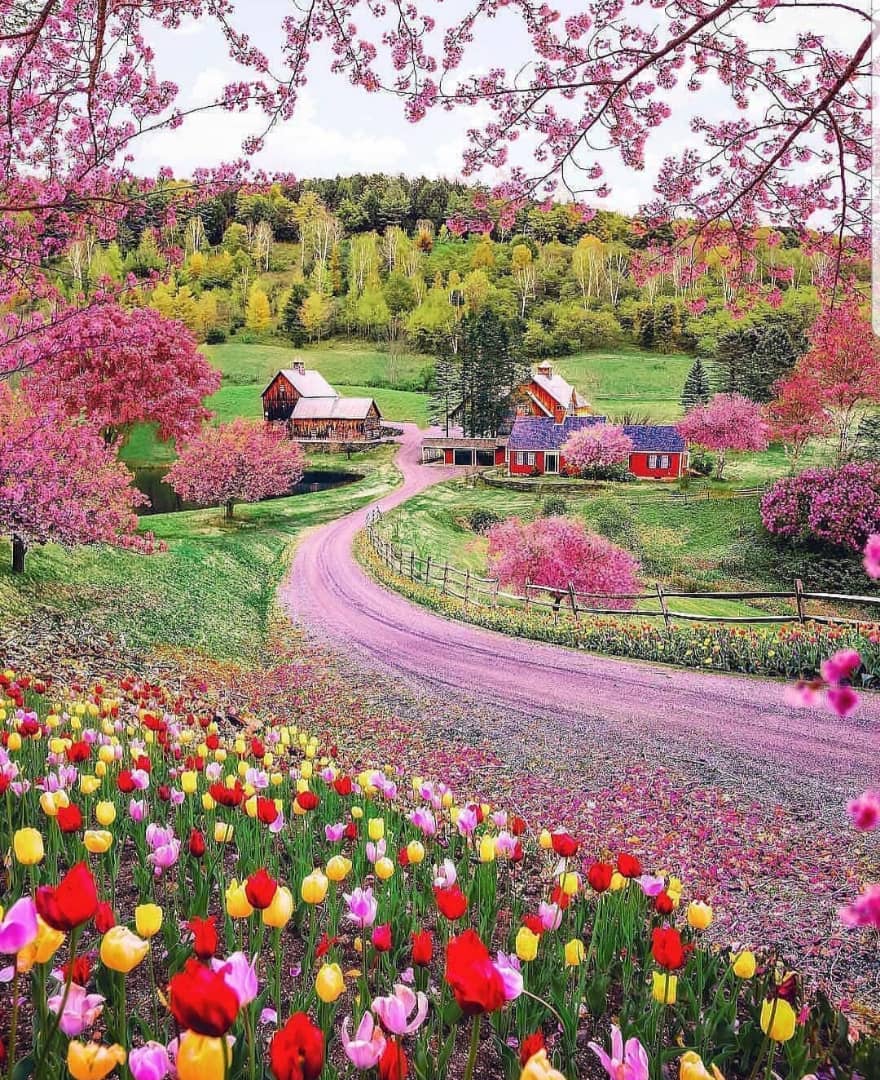 عکس گل و طبیعت زیبا برای پروفایل