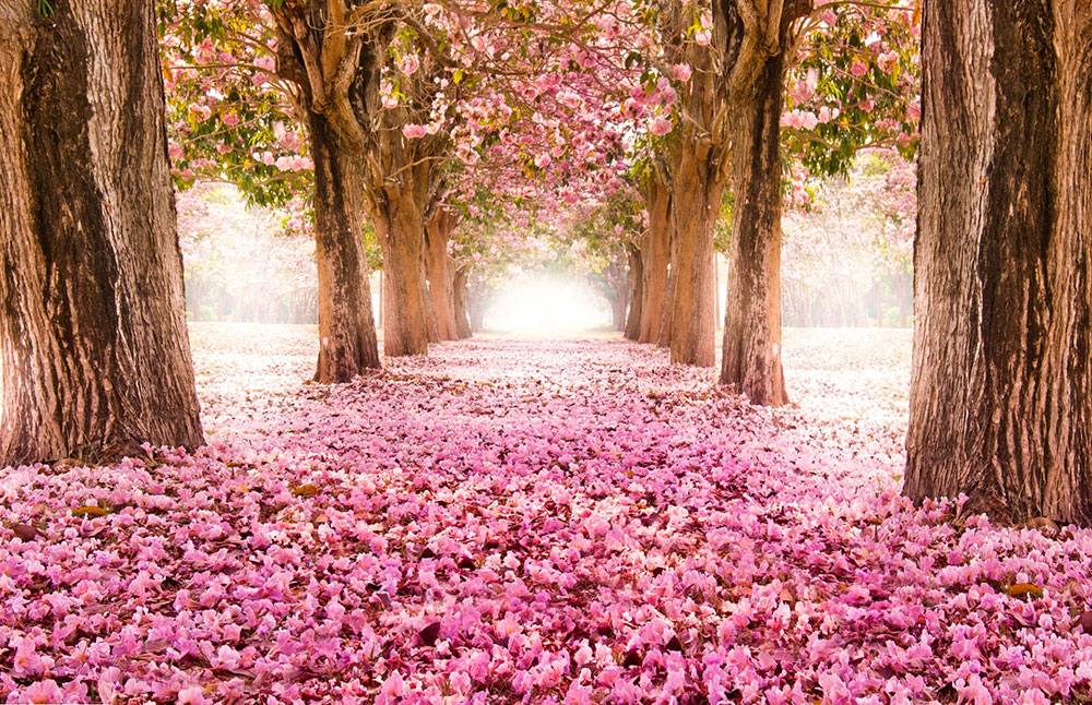 عکس گل و طبیعت زیبا برای پروفایل