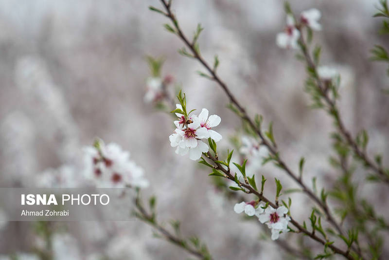 عکس طبیعت بهار ایران
