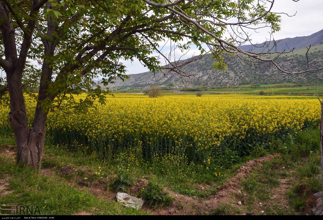 عکس طبیعت بهاری ایرانی