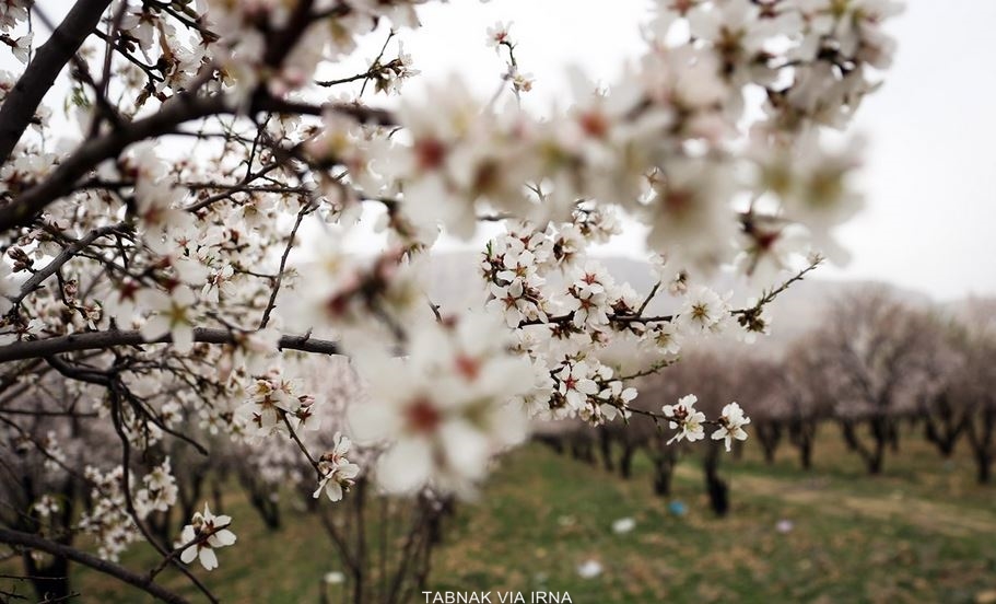 تصاویر فصل بهار شیراز
