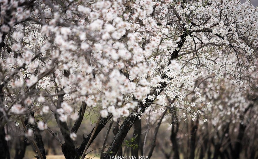 تصاویر فصل بهار شیراز
