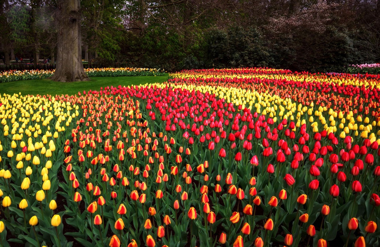 تصاویر باغ گل در هلند