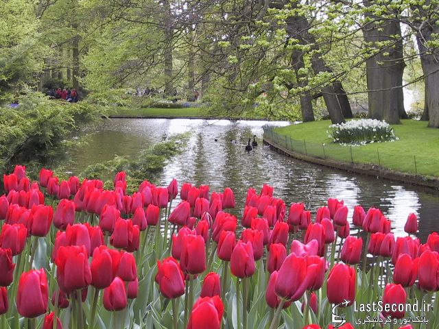 تصاویر باغ گل در هلند