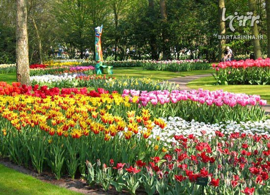 عکس از باغ گل در هلند