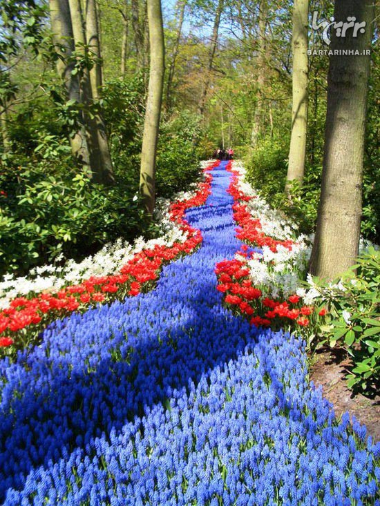 تصاویری از باغ گلهای هلند