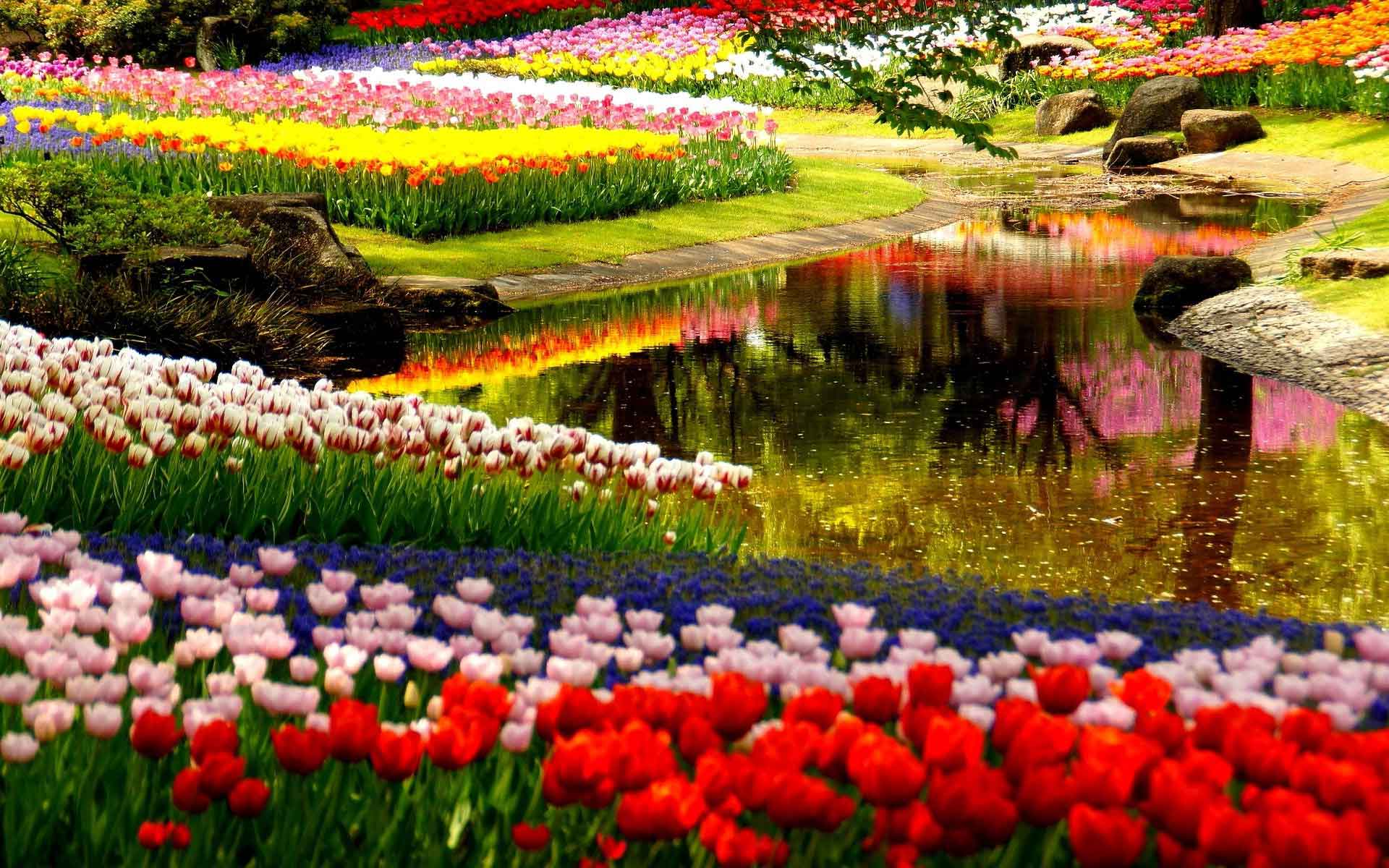 تصاویر باغ گلهای هلند