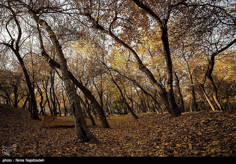 عکس پاییز در مشهد