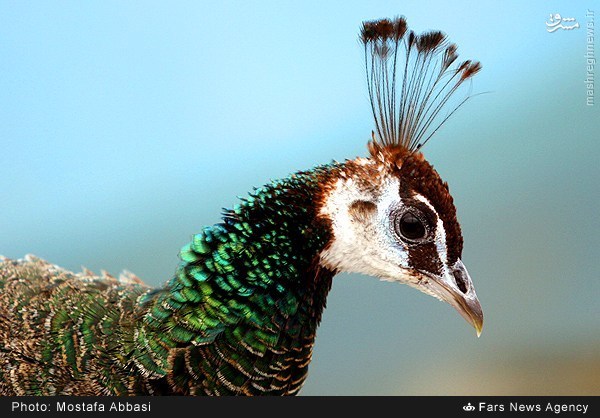عکس از باغ پرندگان مشهد