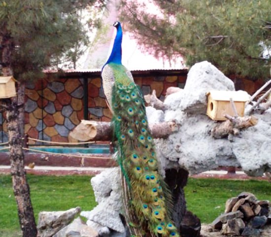 عکس باغ پرندگان در مشهد