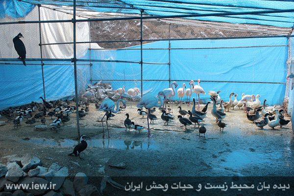 عکسهای باغ پرندگان مشهد