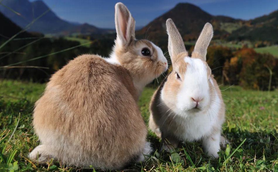 خرگوش ها در چه سنی پریود میشوند؟
