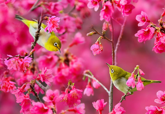 زیباترین تصاویر فصل بهار