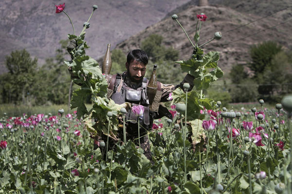 عکس تریاک افغانی