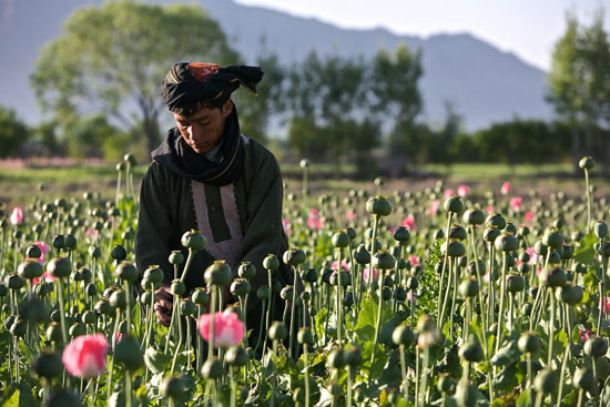 عکس تریاک افغانستان
