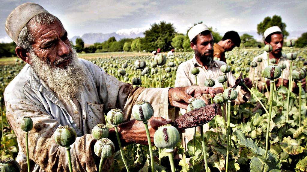 عکس تریاک اصل افغانستان