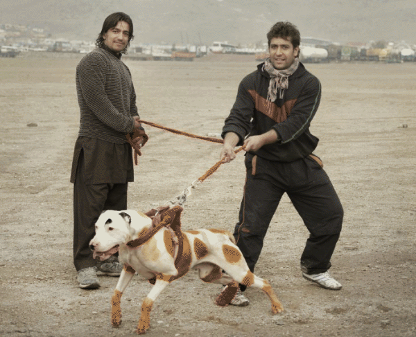 عکس توله سگ افغانی