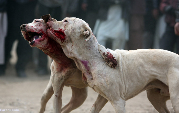عکس سگ افغانی وحشی