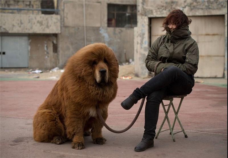 عکس سگ افغانی بزرگ