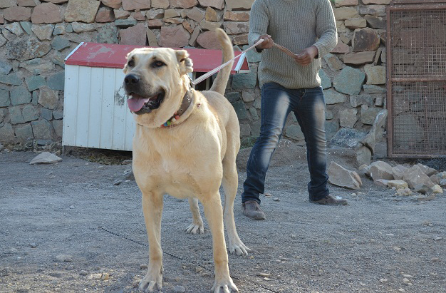 عکس سگ افغانستان